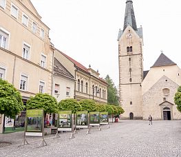 Ulična razstava Bukovi gozdovi za življenje Pohorja