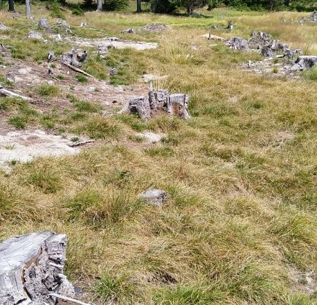 Ukrep projekta POHORKA – Mulčenje drevesnih panjev