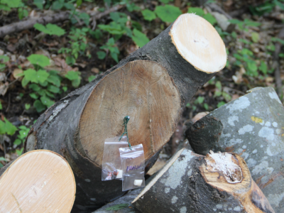 Foto: arhiv ZRSVN